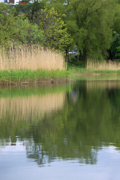 water front wit reeds and trees