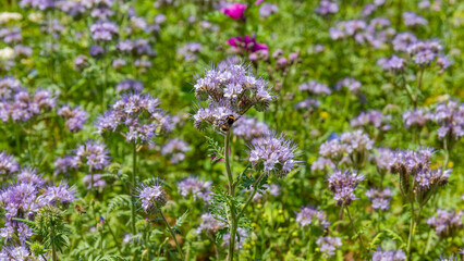 Obraz premium Purple flowers bloom in a garden with bees collecting pollen in the bright sunlight during summer