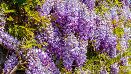 Obraz premium Wisteria flowers bloom on a trellis in springtime sunlight in a garden setting near a home