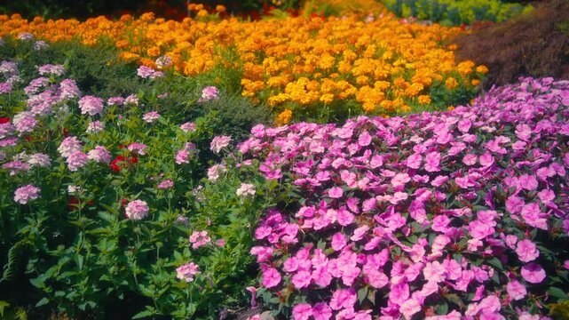Colorful flower beds with pink and orange blossoms in a spring garden