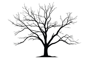 Bare Tree Silhouette with Detailed Branches Isolated on White Background. © Nazmul