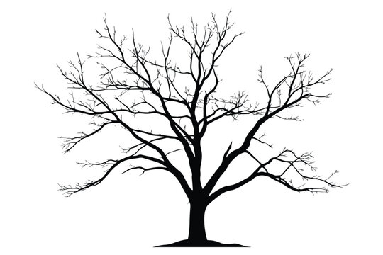 Bare Tree Silhouette with Detailed Branches Isolated on White Background.