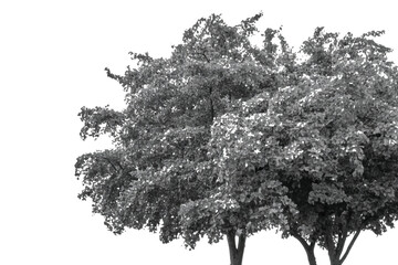 Fototapeta premium Black and white tree foliage cutout isolated on white background,Deciduous tree crown crown vector silhouette design element for architectural rendering.