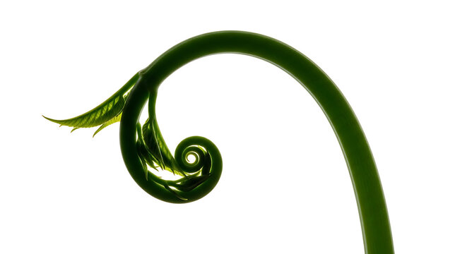 Close up of a green plant tendril forming a perfect spiral shape isolated on white background