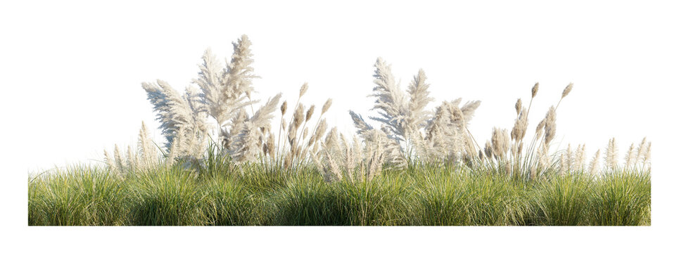 Cortaderia selloana pumila and reed (dwarf pampas grass, common reed, phragmites australis) isolated PNG on a transparent background premium nature cutout