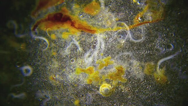 Microscopic view of nematode worms in soapy solution under 40x darkfield magnification