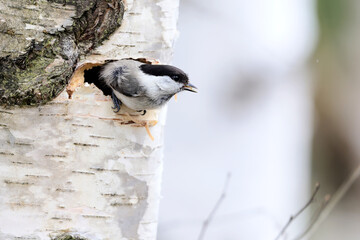 Willow Tit, Poecile montanus, sitting at its nest in a birch trunk during the spring when they put eggs and then the nesting season begins. © Silviu