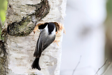 Willow Tit, Poecile montanus, sitting at its nest in a birch trunk during the spring when they put eggs and then the nesting season begins. © Silviu