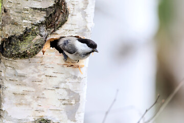 Willow Tit, Poecile montanus, sitting at its nest in a birch trunk during the spring when they put eggs and then the nesting season begins. © Silviu