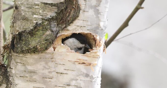 4K movie of an Willow Tit, Poecile montanus enters a birch trunk where it has its nest during the spring when they put eggs and then the nesting season begins.