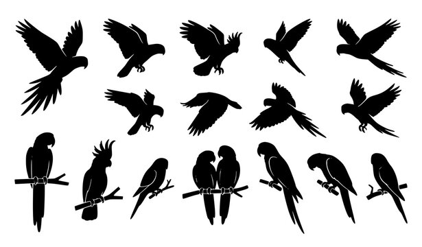 Tropical parrot black silhouette icons collection with flying bird poses and perched jungle bird vector set