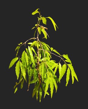 False Ashoka Tree Sapling PNG - Isolated Monoon Longifolium Tropical Foliage Botanical Asset Premium high-resolution PNG cutout of a fresh green Ashoka tree sapling.