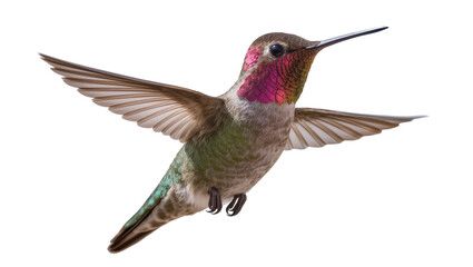 Male Anna s hummingbird with iridescent gorget wings spread, isolated on transparent background © Daniel