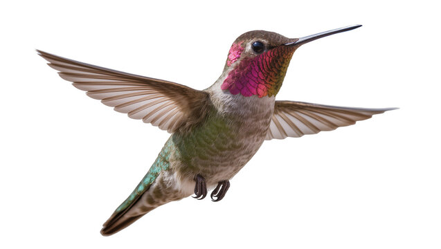Male Anna s hummingbird with iridescent gorget wings spread, isolated on transparent background