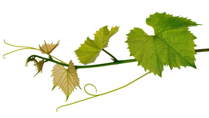 Green grape vine branch with leaves and tendrils, isolated on transparent background © Daniel