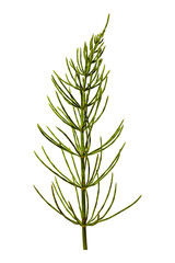 Fototapeta premium Horsetail Equisetum segmented stem botanical silica spore reproduction