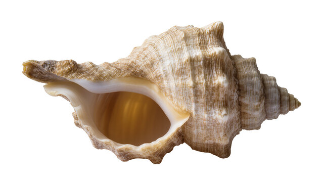 Textured beige spiral seashell with a pointed apex, isolated on transparent background