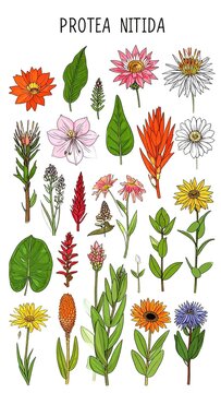 Protea Nitida flowers and leaves illustration.