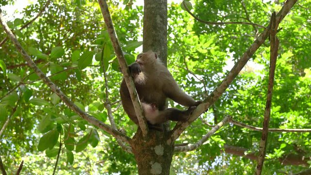 Wild macaque primate resting on a big tree trunk in a tropical rainforest jungle environment. Animal in nature portrait footage.