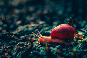 Macro shot of a small snail with a vibrant red shell crawling on dark green mossy ground with a shallow depth of field © lukaszbrozek