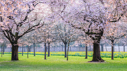 Fototapeta premium Cherry blossom trees bloom in spring while yellow flowers grow in the field under the bright sky in a park near the city