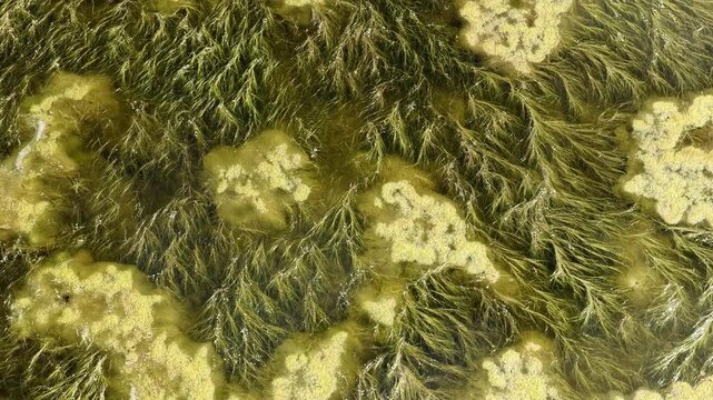 Top-down drone shot of thick green algae and seaweed floating on clear swamp water. Abstract natural pattern, background for environmental or biological concepts.