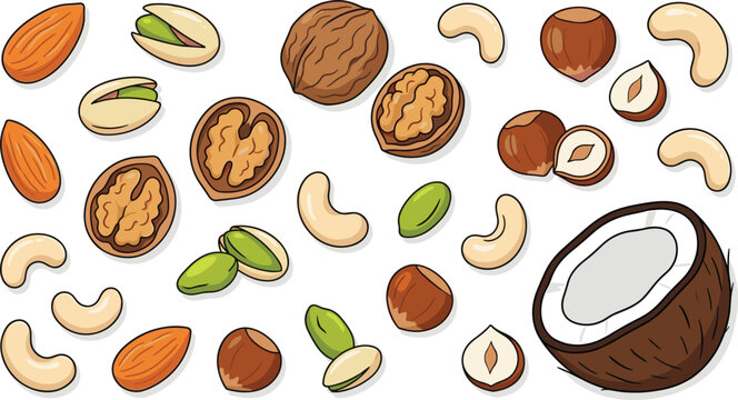 Healthy mixed nuts and coconut vector illustration set featuring organic almonds walnuts cashews pistachios and hazelnuts