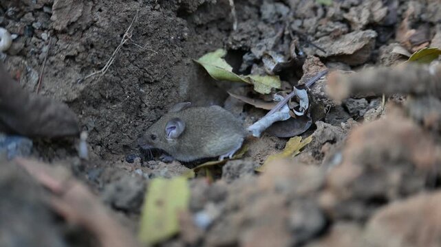 Little Indian field mouse or Mus booduga. It is a species of rodent in the family Muridae. Indian little rat. This small mouse has soft grayish-brown fur, white underparts, small rounded ears.