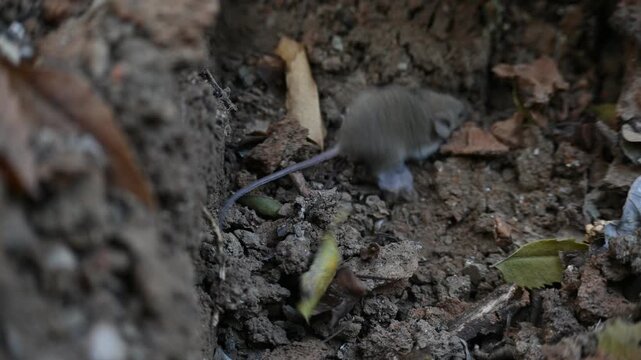Little Indian field mouse or Mus booduga. It is a species of rodent in the family Muridae. Indian little rat. This small mouse has soft grayish-brown fur, white underparts, small rounded ears.