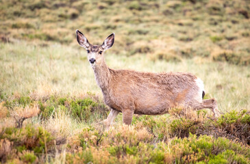 Naklejka premium Mule deer doe running through a rainy sagebrush meadow looking at camera, Laramie, Wyoming