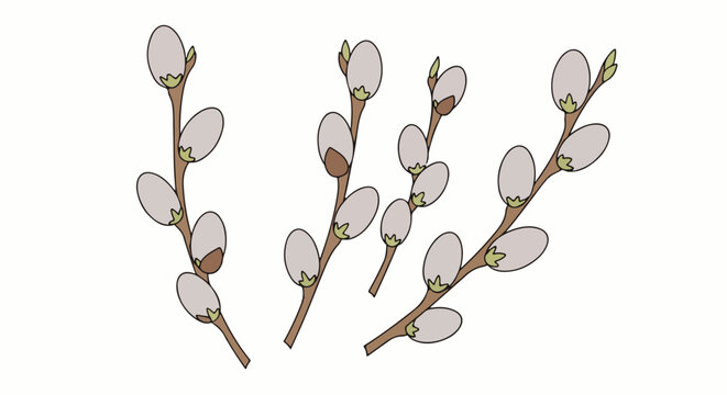 Delicate pussy willow branches with soft, oval buds in artistic illustration