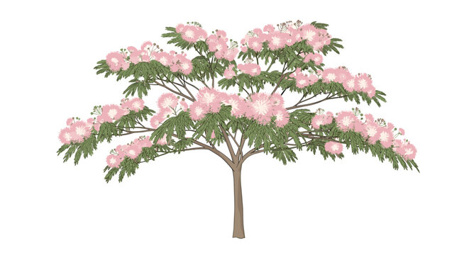 Wide spreading silk tree features delicate green fern-like leaves and fluffy pink powder-puff flowers across its canopy.