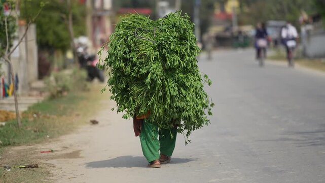 Dhangadhi, Nepal - 04 January 2024: View of a large bundle of green leafy fodder being transported along a street with a blurred urban background.