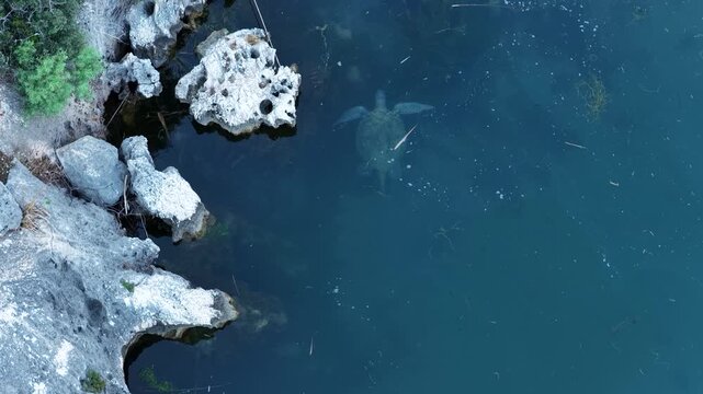 An aerial view, captured by drone, of a loggerhead sea turtle (Caretta caretta) swimming in the crystal-clear waters just off the rocky shore.