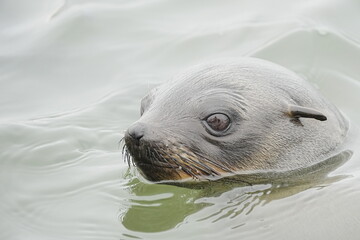 Fototapeta premium california sea lion
