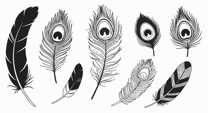 Collection of black and white feather illustrations, including distinct peacock feathers