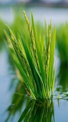 Fototapeta premium Close up of bright green rice shoots emerging from water, showcasing vibrant leaves and droplets, with blurred background of rice field and natural light