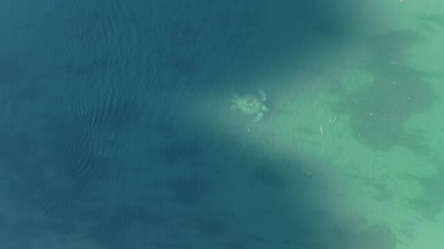 An aerial drone shot of the Caretta caretta sea turtle in its natural habitat just below the water's surface.