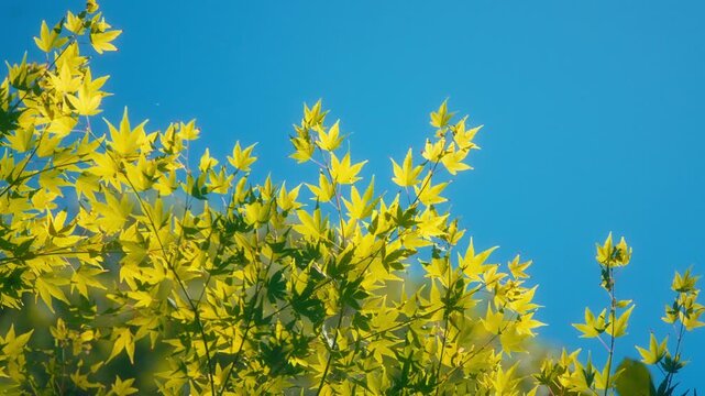 Bright yellow and green japanese maple leaves against a clear blue sky