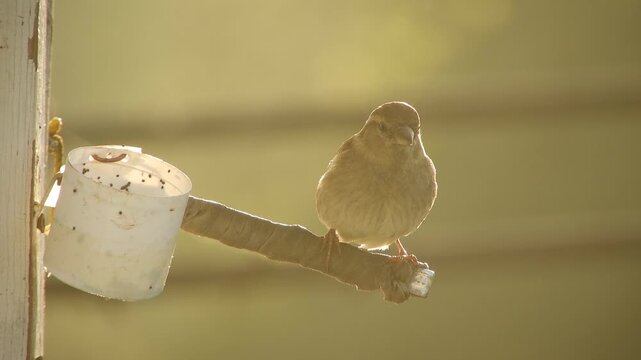 A wild little bird is a house sparrow (Latin. Passer domesticus) a female sits on a perch in the early spring morning 
