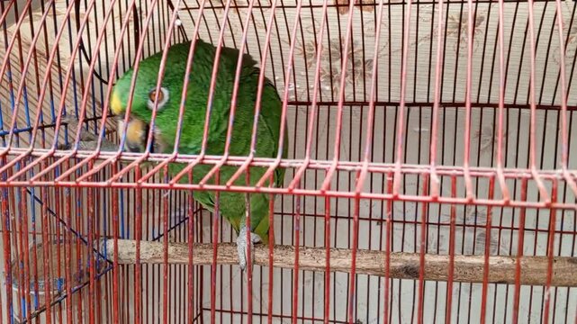 Green parrot inside a metal cage in a home setting