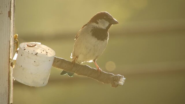 Wild bird bird House sparrow (Latin. Passer domesticus) sits on a perch and flies away in the early spring morning 