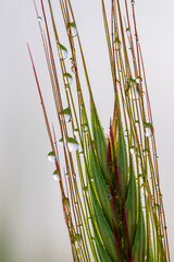 Obraz premium Wild grass seed head macro photography