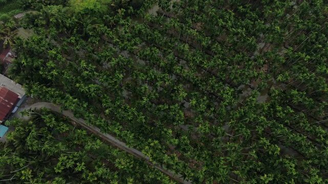 Aerial top view of traditional raised-bed agricultural farm with ditches and betel nut palm trees in Chachoengsao, Thailand.