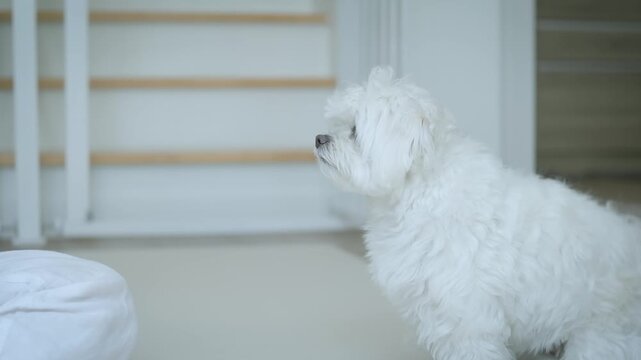 Cute white Maltese enjoying a tender morning moment with its owner indoors, learning to give paw while being rewarded with a dog treat.