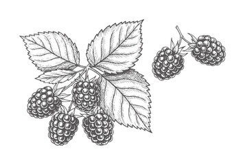 Hand drawn of ripe blackberries a branch with leaves blackberry fruit leaf food © Musfiqur