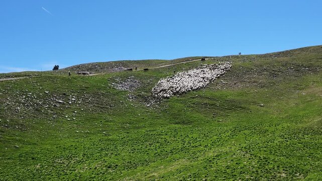 Large flock of sheep grazing on steep grassy hillside at Monte Baldo, mountain pasture landscape, summer farming scenery