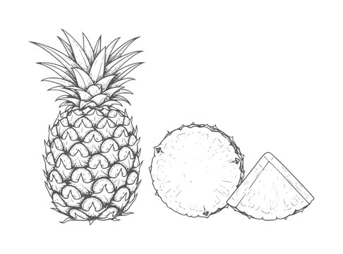 Hand drawn whole pineapple slice and wedge fruit food tropical sweet