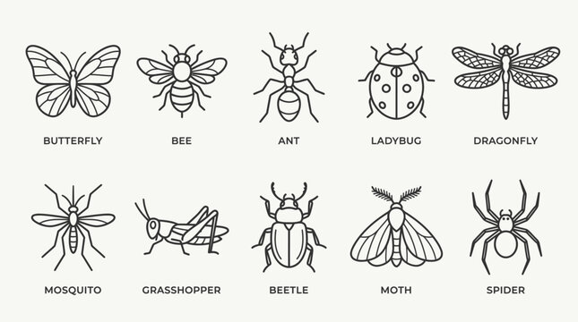 Insects and bugs line icons set.