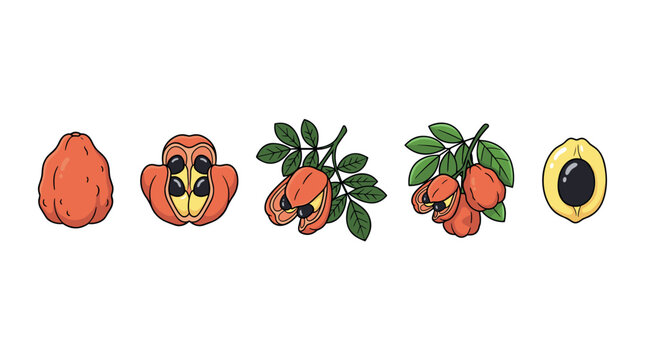 Ackee fruit stages illustration showing tropical plant elements including whole, opened, and aril forms with seeds and green leaves.